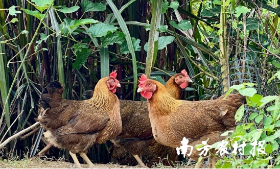 五大百億 | 清遠(yuǎn)雞，英德紅茶！入選中國(guó)農(nóng)業(yè)品牌目錄2024農(nóng)產(chǎn)品區(qū)域公用品牌